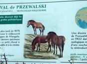 petit cheval Mongolie