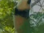 Linping panda star d’une émission télé-réalité