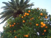 Polyphonie citrons d’oranges (Eugenio Montale)