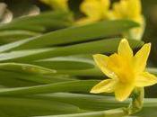 jonquilles narcisses