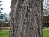 Robinia pseudoacacia