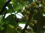 maté vert puissant stimulant