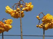 Thaïlande Quelles sont fleurs?