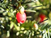 Taxus baccata, fleurs femelles