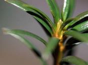 fleurs femelles l'if avant-première