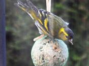 Serins, visiteurs occasionnels mangeoires...