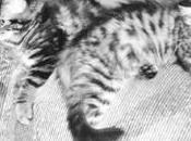 abri pour chats abandonnés doit fermer Montréal-Nord