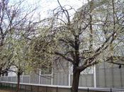 Prunus subcordata