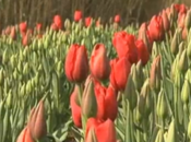 tulipe géante Carqueiranne