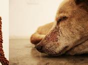 Exposition d’un chien