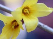Forsythia, fleurs