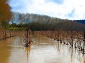 Inondations dans languedoc Quand vigne prend l’eau Pézenas
