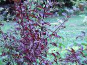 Prunus rouge fleurs blanches