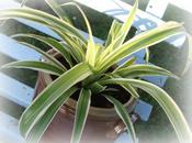 chlorophytum