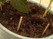 Comment débarrasser pucerons....