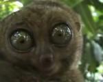 Lémurien grands yeux