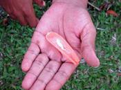 "whoonga", drogue fait peur séropositifs sud-africains