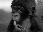 S.O.S: Bonobos détresse