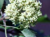 Sureaux, premières floraisons