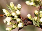 Pyrus pyrifolia, nashi