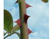 quoi servent épines végétaux