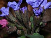 Pulmonaria montana obscura