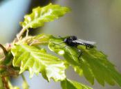 Mouches prédatrices petits insectes...