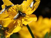 Adela reaumurella, suite