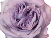 Nouveau: rose Dolcetto