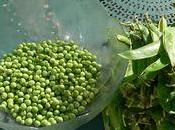 premiers petits pois saison