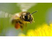 Tuée piqûres d'abeilles