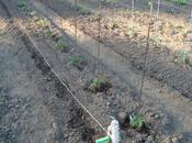 Allons motte, avril 2011