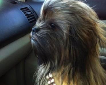 Mini-Chewbacca ?