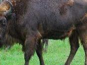 Transfert bison
