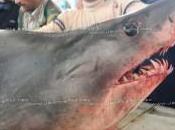Requin pêché Teboulba Tunisie blanc Mako