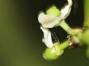 Ilex aquifolium, fleurs femelles