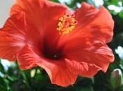 conseils pour votre Hibiscus