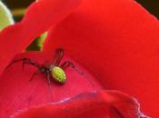 Courge concombre, sobriquets évocateurs...