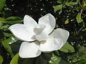 Première fleur vigne troisième Magnolia grandifolia