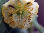 Actinidia deliciosa, sexes