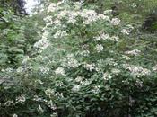 Hydrangea heteromalla 'Bretschneideri'