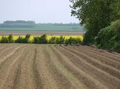 images plantation chez Audouin