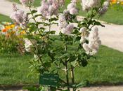 Syringa