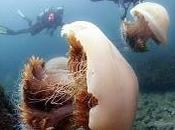 Pullulation méduses, l'exemple méduse d'Echizen.