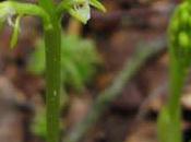 Deux petites orchidées vosgiennes Corallorrhisa trifida Listera cordata