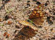 Mégère n'est apprivoisée...!