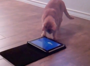 FOOD MARKETING MOBILE?!