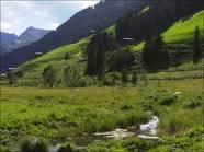 LE PLANTAIN : UN  REMÈDE A PORTÉE DE MAINS