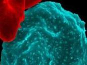 PALUDISME: Découverte gènes circuit d’alimentation parasite Cell-NIAID