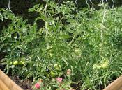 soleil pour tomates, 2011